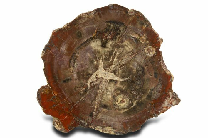 Petrified Wood (Araucaria) Round With Fungal Rot - Arizona #337715